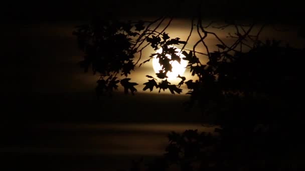 Eiken Bladeren Silhouet Verlicht Door Gele Volle Maan Supermaan Met — Stockvideo