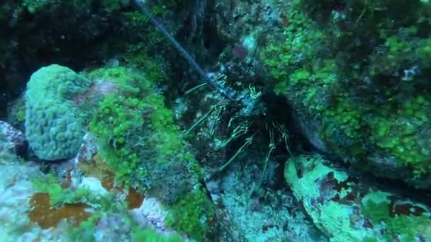 Spiny Lobster Seen Scuba Diving Fernando Noronha Brazil — Stock Video