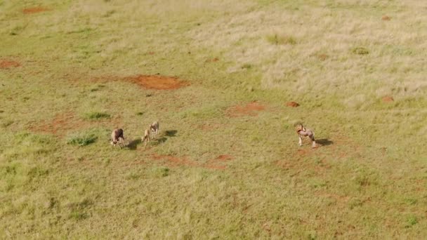 Une Vue Aérienne Des Antilopes Blesbok Sur Plaine Herbeuse Africaine — Video