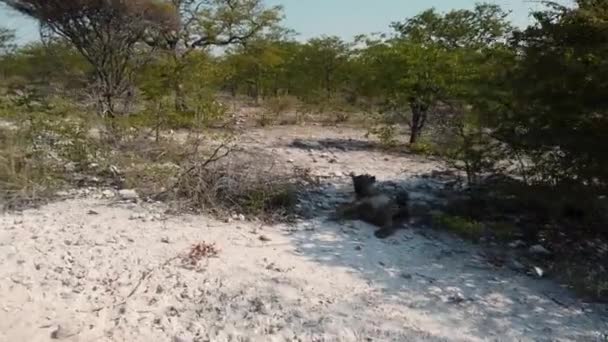 Hiena Manchada Parque Nacional Etosha Namíbia — Vídeo de Stock