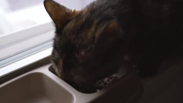 Közelkép Egy Imádnivaló Bolyhos Macskáról Amint Száraz Kajáját Eszi Ablakpárkányon — Stock videók