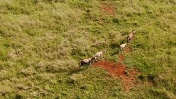 在阳光灿烂的日子里 一只布利斯博克人和一只小羚羊在草地上散步的空中景象 — 图库视频影像