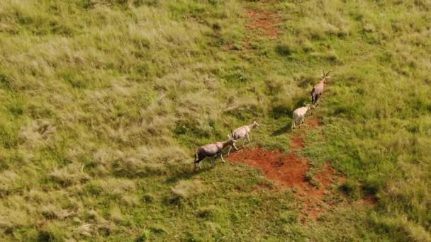 Una Vista Aérea Blesbok Con Antílope Bebé Caminando Campo Hierba — Vídeos de Stock