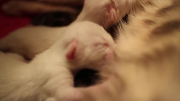 Een Close Van Schattige Kittens Drinken Melk Van Haar Moeder — Stockvideo