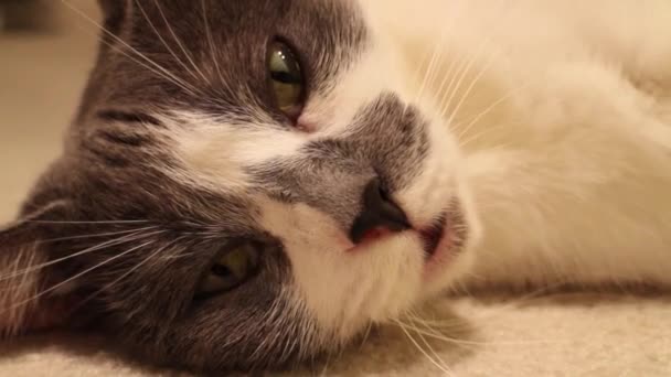 Close Gato Calico Fêmea Bonito Chão — Vídeo de Stock