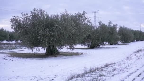 スペインの冬の午後に雪のオリーブの森 — ストック動画