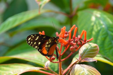 Bir bitkinin üzerinde oturan bir kelebeğin yakın plan fotoğrafı.