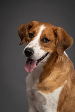 Stüdyoda kahverengi bir köpeğin dikey çekimi.