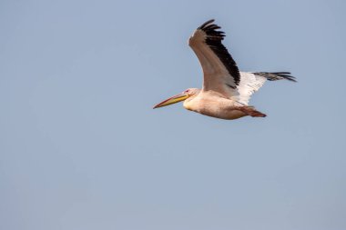Bulutsuz gökyüzünde uçan beyaz bir leylek (Ciconia ciconia)
