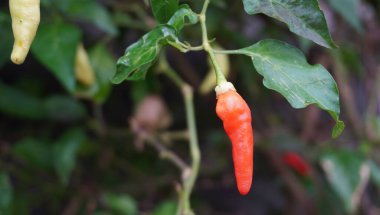 Bir dala asılı kırmızı biberin yakın çekimi.
