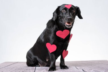 Beyaz arka planda kırmızı kalp şekilli çıkartmaları olan sevimli siyah bir Labrador..