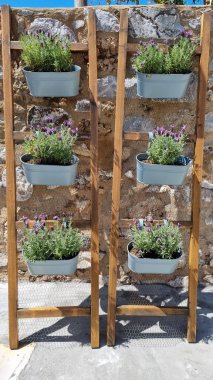 Yunanistan 'da konserve lavanta bitkilerinin dikey çekimi