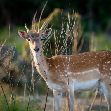 Genç geyik uzun otların arasında duruyor.
