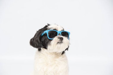 Shih Tzu 'nun beyaz arka planda izole edilmiş güneş gözlüğü taktığı bir portre.