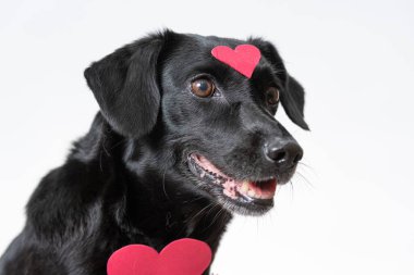 Beyaz arka planda, kalp şeklinde kağıtları olan siyah bir köpek Sevgililer Günü için hazır..
