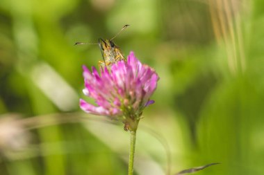 bir çiçek üzerinde küçük bir kelebek