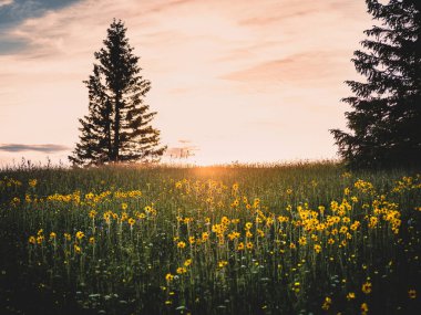 Almanya 'da günbatımında güzel bir orman manzarası