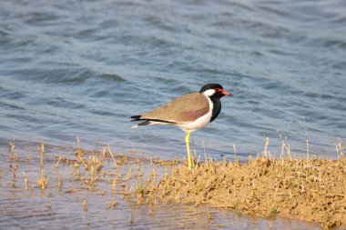 Göl kıyısında kırmızı kanatlı bir kuşun yakın çekimi.