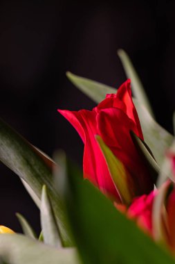 Siyah ve bulanık bir arkaplanda izole edilmiş kırmızı bir lalenin dikey ve yakın plan görüntüsü.