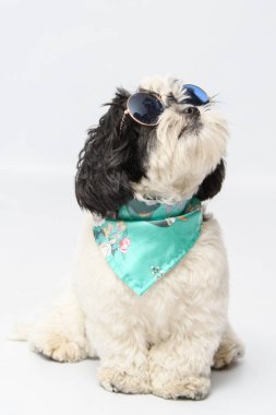 Beyaz arka planda mavi gözlükleri ve bandanası olan sevimli shih tzu 'nun dikey görüntüsü.