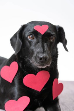 Kırmızı keçeli kalple kaplanmış siyah bir köpeğin dikey seçici odağı.