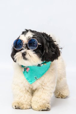 Beyaz arka planda mavi gözlükleri ve bandanası olan sevimli bir shih tzu.