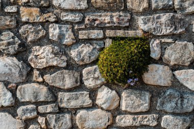 Duvarın taşları arasında küçük bir çalılığın güzel manzarası.
