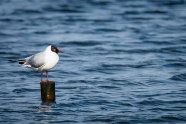 Martı ayakta ahşap yayında