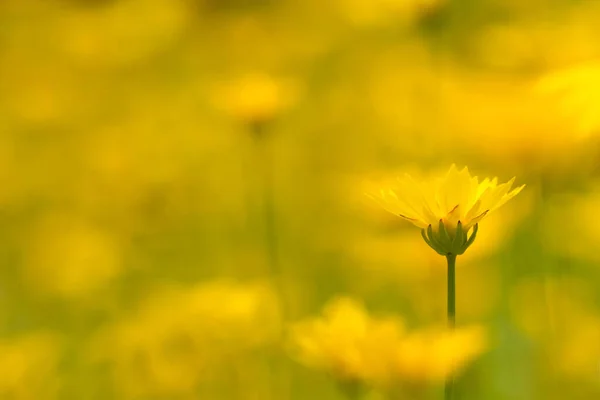 Tiro Seletivo Foco Uma Flor Amarela Que Floresce Jardim Dia — Fotografia de Stock