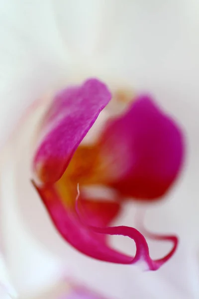 一种白色背景的兰花的垂直截图 — 图库照片
