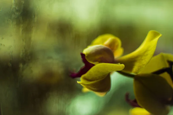 ぬれた窓の近くで蘭の花のクローズアップ — ストック写真