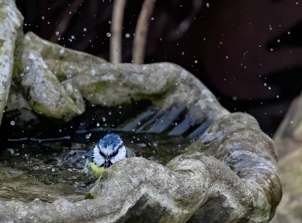 Shallow Focus Shot Eurasian Blue Tit Bird Splashing Water While — Stock Photo, Image