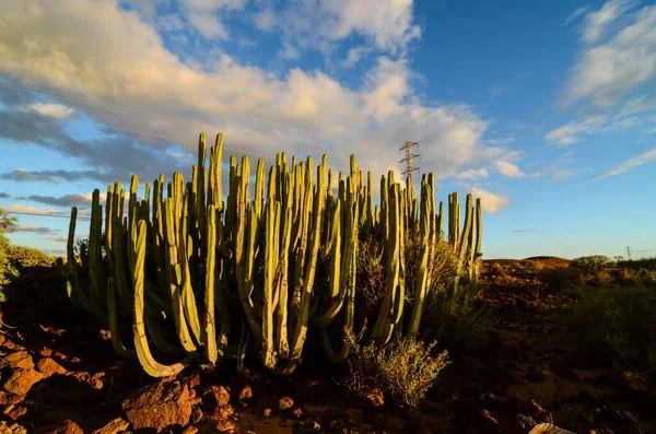 Tenerife Kanarya Adası 'nda Sakin Kaktüs Çöl Günbatımı