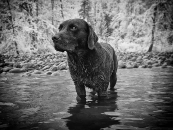 Ένα Μαύρο Λαμπραντόρ Retriever Σκυλί Μια Λίμνη Ένα Χειμερινό Δάσος — Φωτογραφία Αρχείου