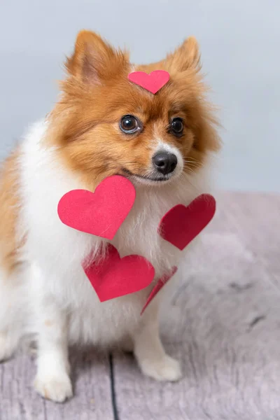 Spitz Alemán Con Corazones Rojos Sobre Fondo Blanco Para Día —  Fotos de Stock