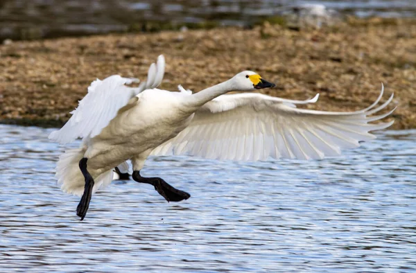 Belo Tiro Whooper Cisne Pássaro Lago — Fotografia de Stock