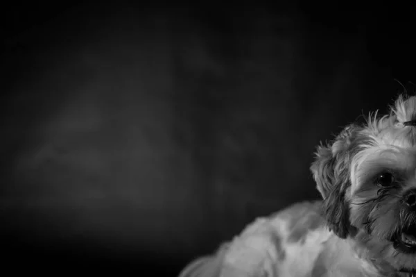 Eine Selektive Graustufen Fokusaufnahme Eines Shih Tzu Hundes Mit Entzückendem — Stockfoto