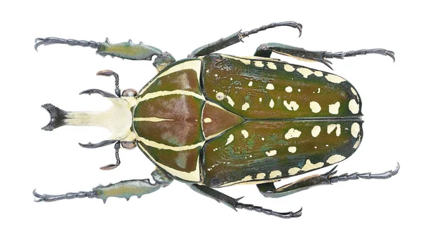 Prachtige Insecten Collectie Van Kleurrijke Bloemchafers — Stockfoto