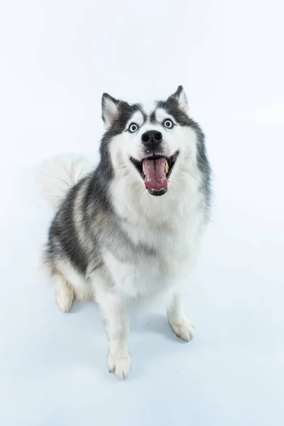 Adorable Husky Sibérien Aux Yeux Bleus Moelleux Sur Fond Blanc — Photo