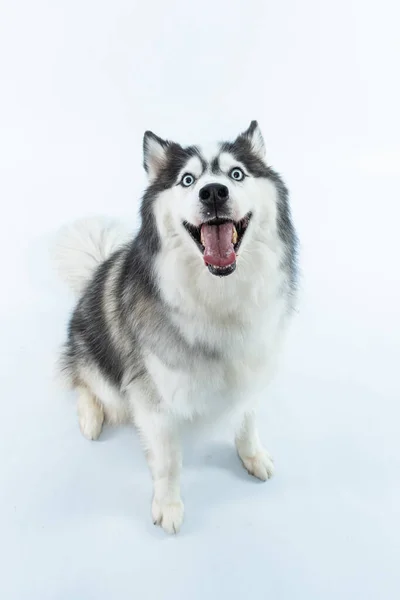 Bedårande Fluffig Blå Ögon Sibirisk Husky Mot Den Vita Bakgrunden — Stockfoto