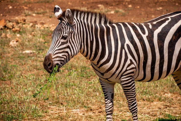 Uma Zebra Adorável Pastando Grama Verde Safari Maiorca Espanha — Fotografia de Stock