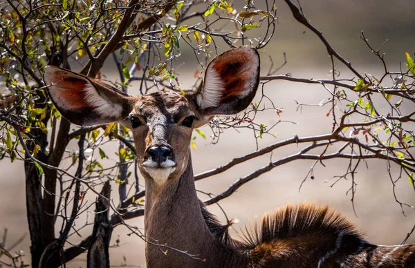 Primer Plano Una Mujer Kudu Mirando Cámara Namibia — Foto de Stock