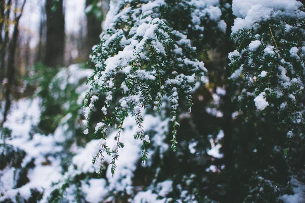 Detailní Záběr Větve Stromů Pokryté Sněhem — Stock fotografie