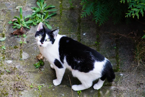 庭で黒と白の猫のクローズアップショット — ストック写真
