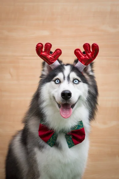 シベリアハスキーの垂直ショットは クリスマスのトナカイの角と蝶ネクタイを身に着けています — ストック写真