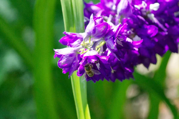一种带有蜜蜂的紫色飞毛腿花的特写镜头 — 图库照片