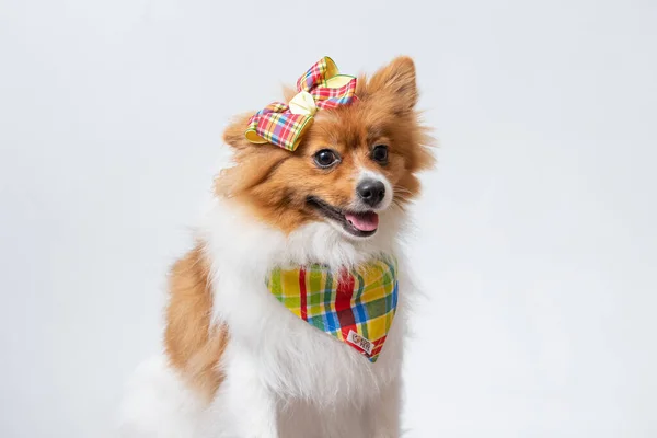 Een Schattige Spitz Een Kleurrijke Sjaal Een Strik Een Witte — Stockfoto