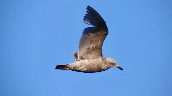 Eine Schöne Möwe Flug Vor Blauem Himmel — Stockfoto