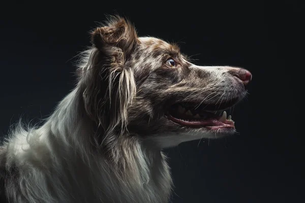 Ritratto Border Collie Sfondo Grigio Isolato — Foto Stock