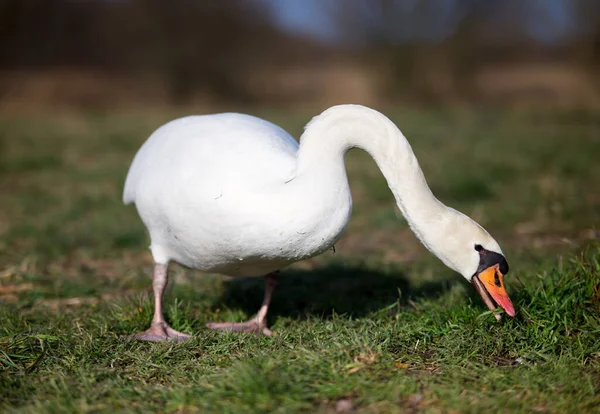 Closeup Shot White Swan Grass Germany — Stock Photo, Image
